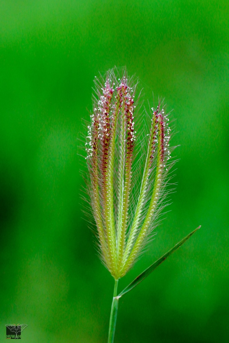 Chloris barbata Sw.